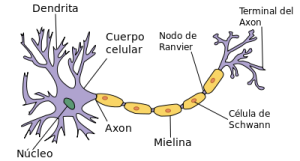 Neurona (Wikipedia - Acracia)
